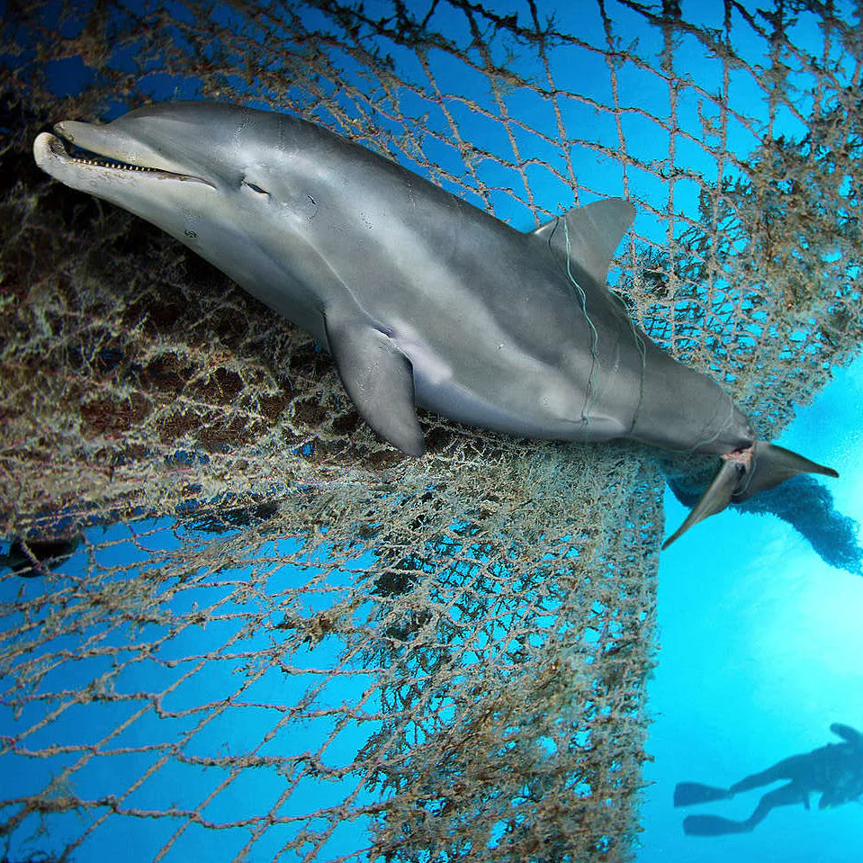 Dolphin Legend Bracelet - Image 7