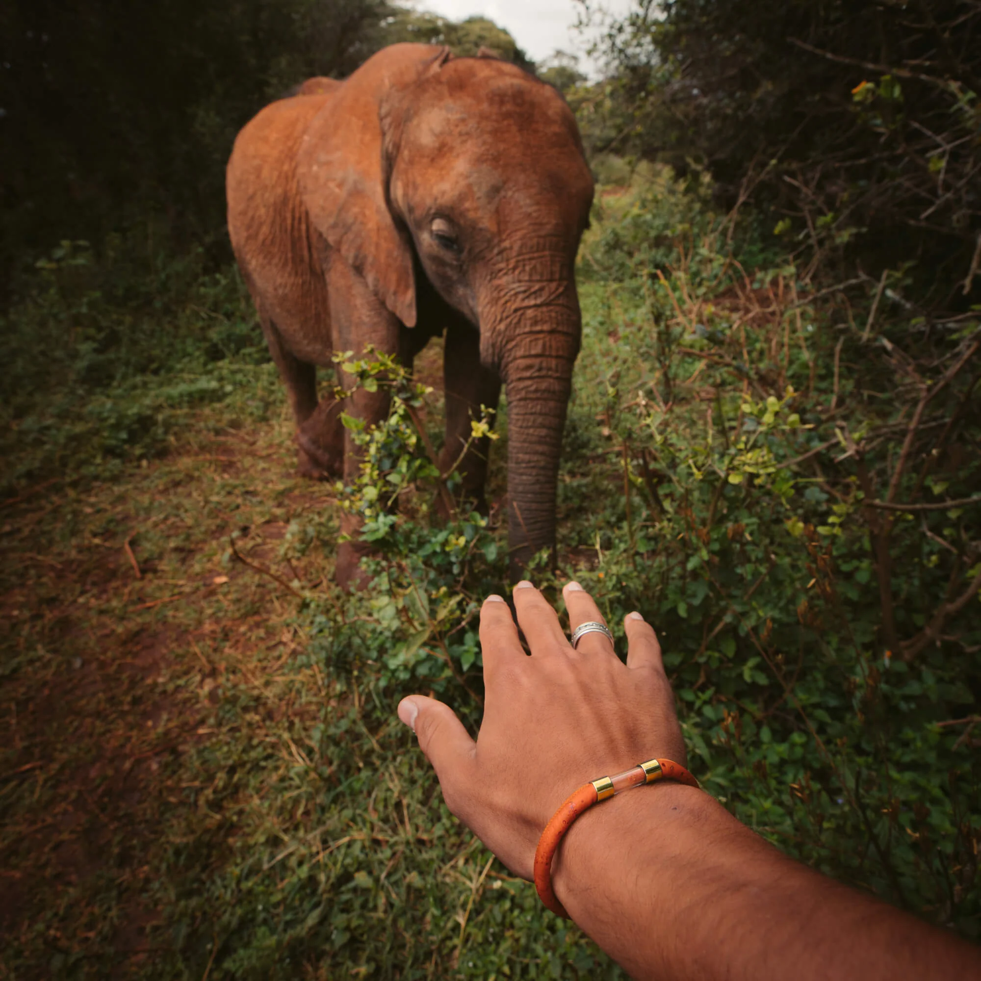 Elephant Legend Bracelet - Image 11