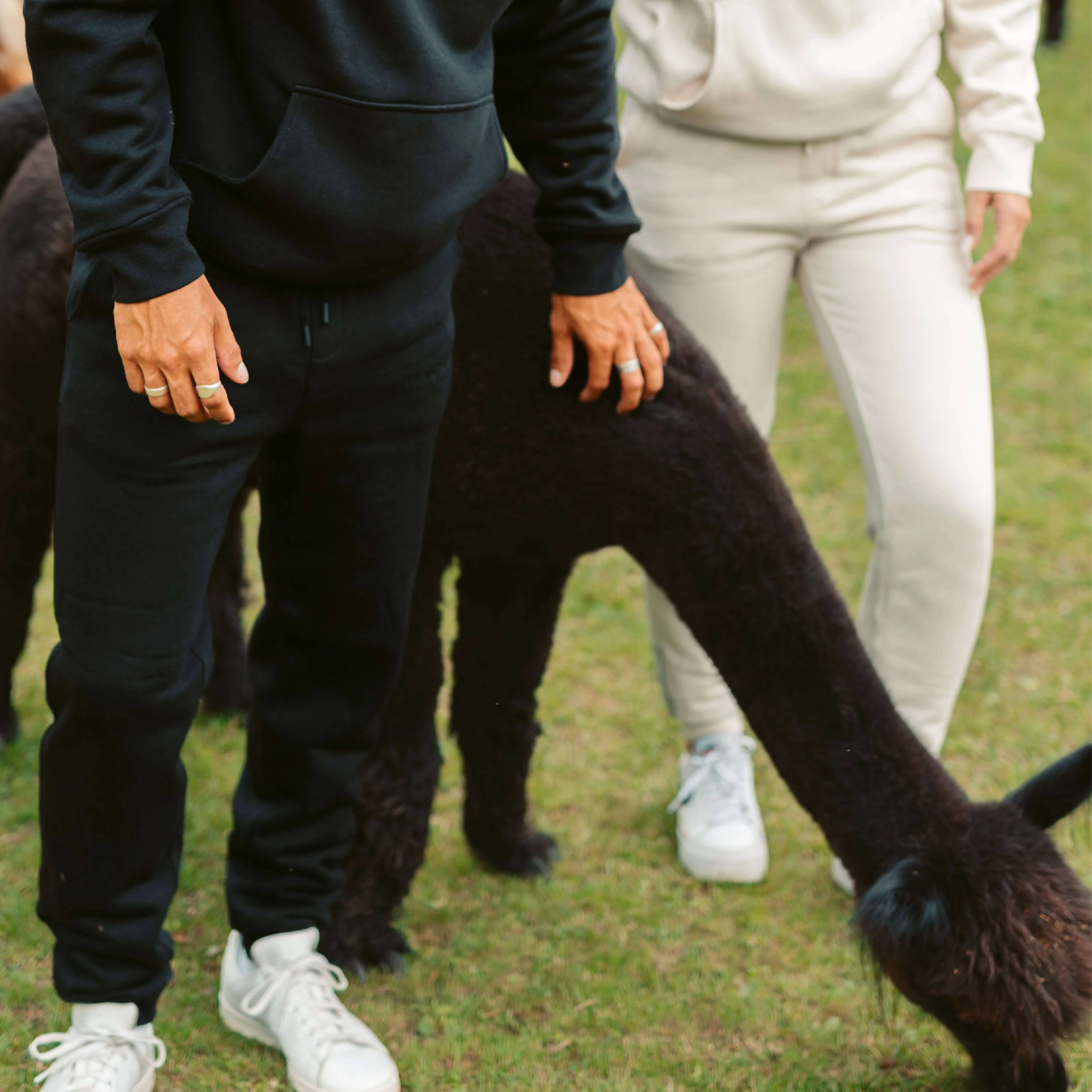 Men's AlpacaCloud® Joggers - Image 16