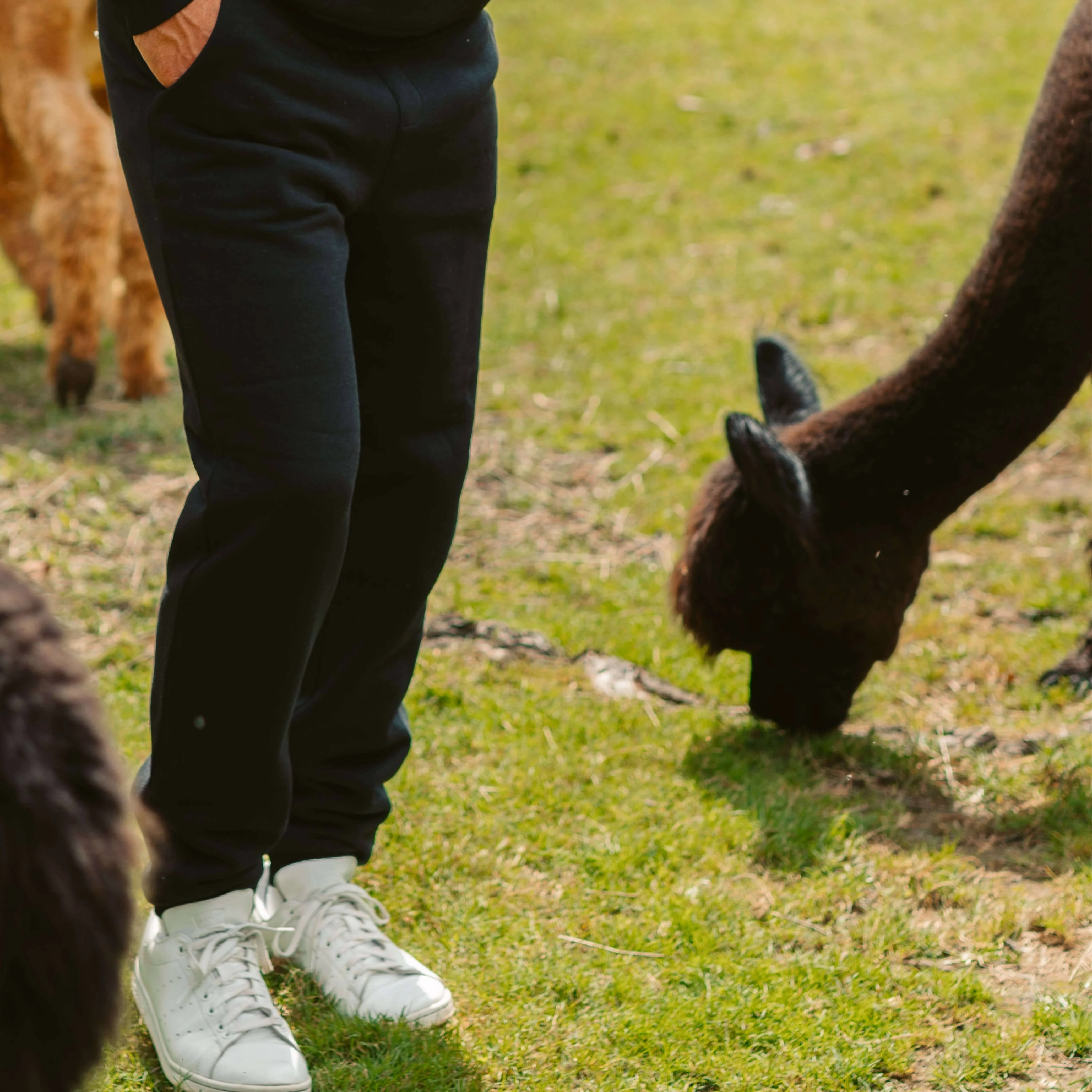 Men's AlpacaCloud® Joggers - Image 17