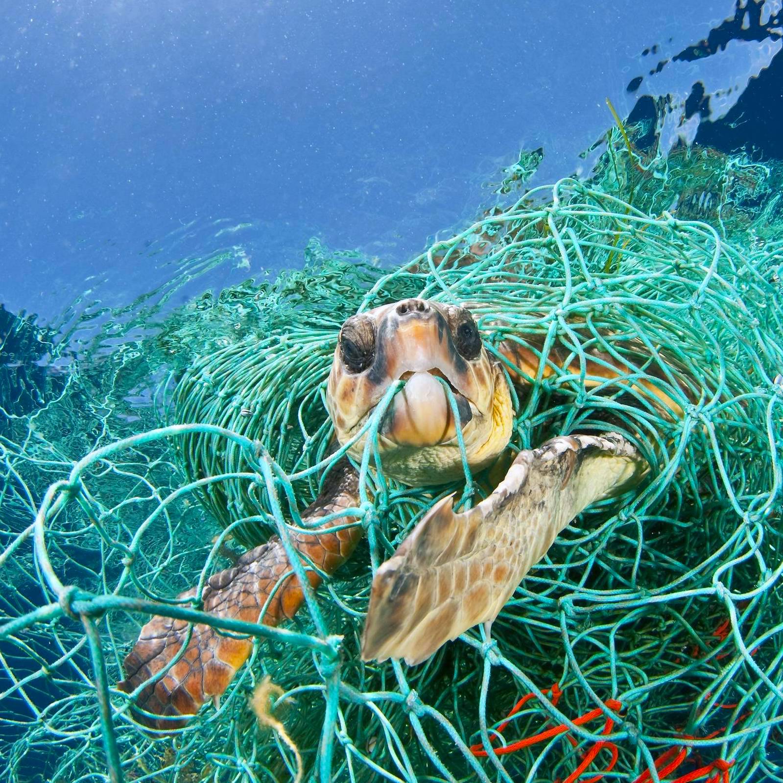 Sea Turtle Legend Bracelet - Image 8