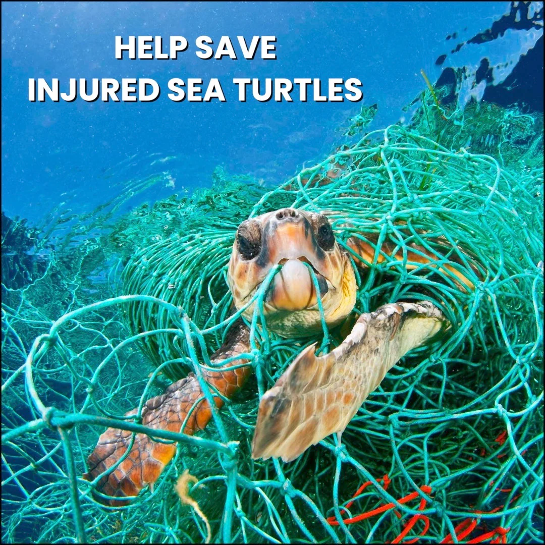 Sea Turtle Hat - Image 11