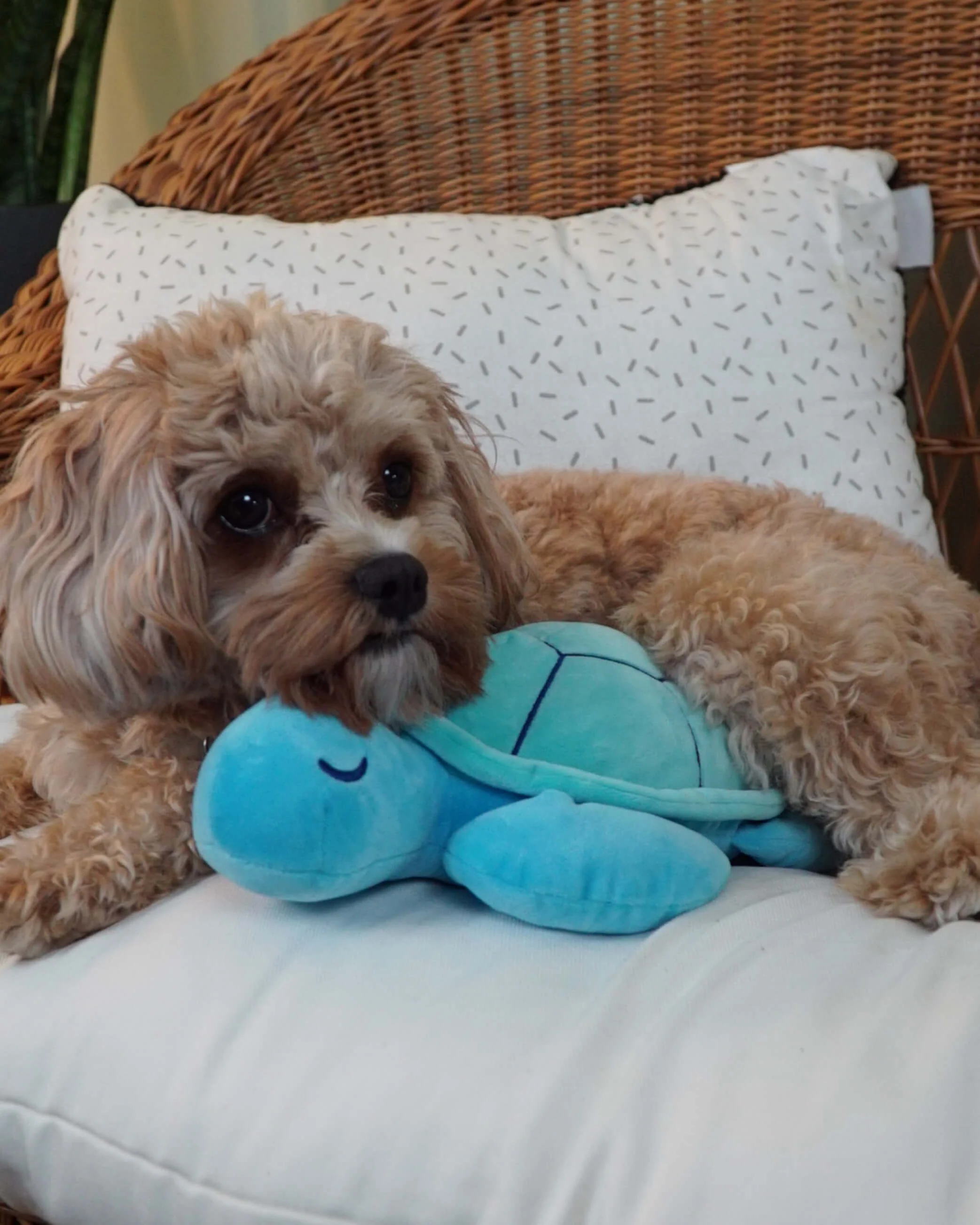 Sea Turtle Plushie - Image 5