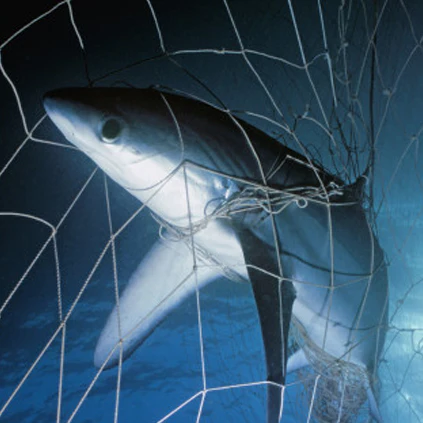 Shark Legend Bracelet - Image 8